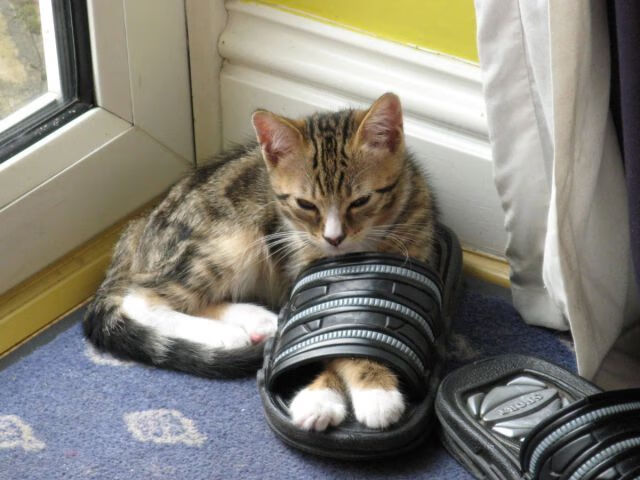 KAIYUN 中国大陆-全国青少年“绿色运动”社区篮球赛在重庆持续火爆，倡导低碳生活