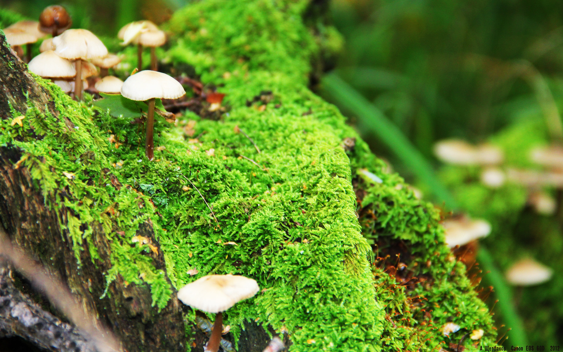 Kaiyun APP-意大利媒体：瑞士在雪地控制节奏如同弹钢琴，瑞士一滑雪胜地发生雪崩