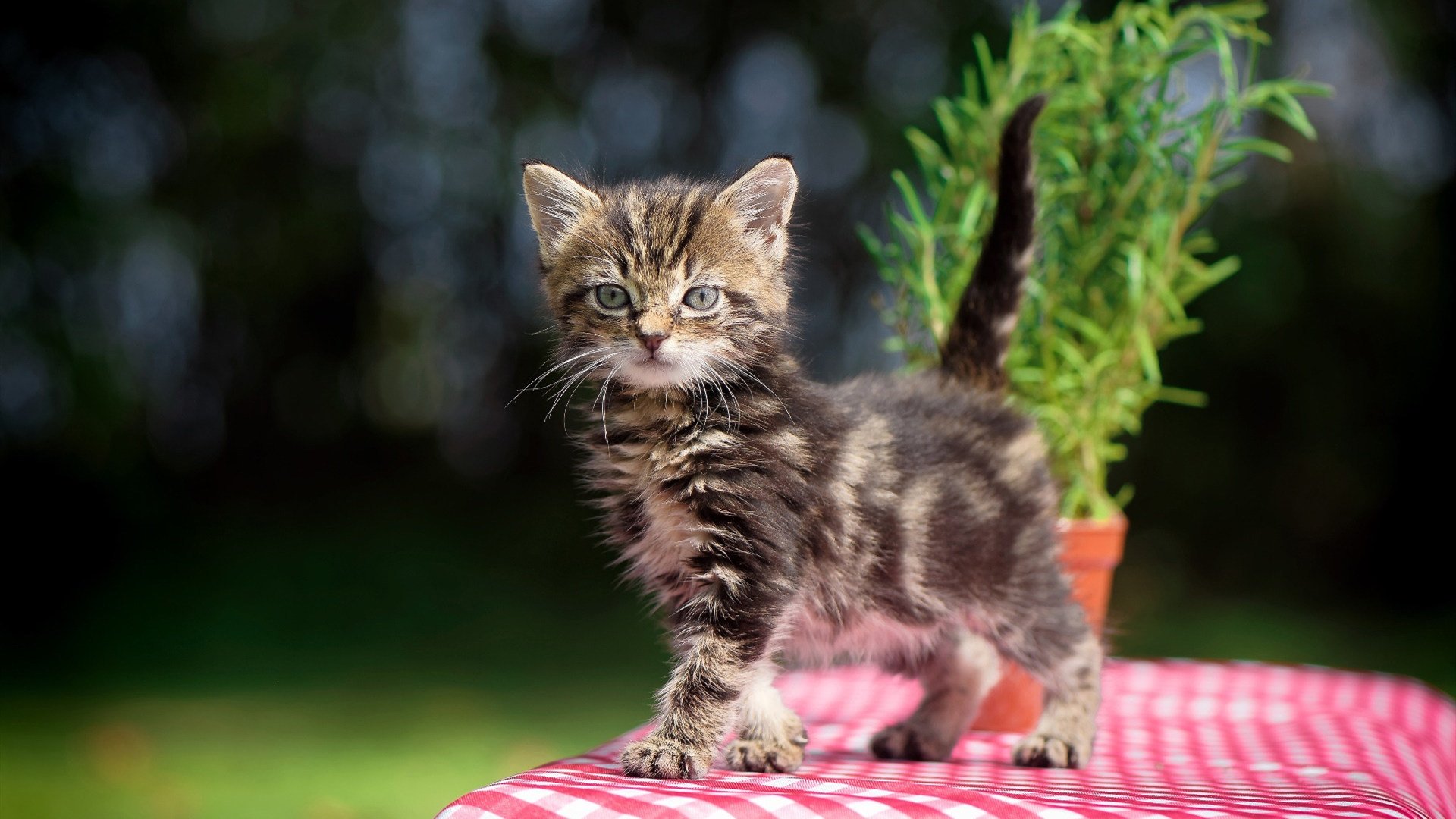 开云入口-英超焦点，赛后教练详解中场控制战术，关键数据分析，英超顶级中场