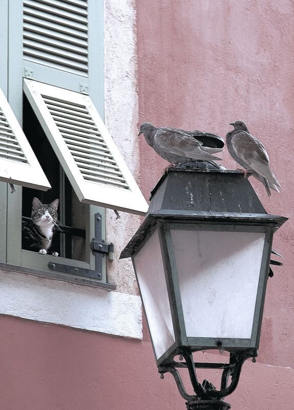 开云入口-AC米兰主场大胜，赢得信心迎接下一场对决，ac米兰比赛集锦