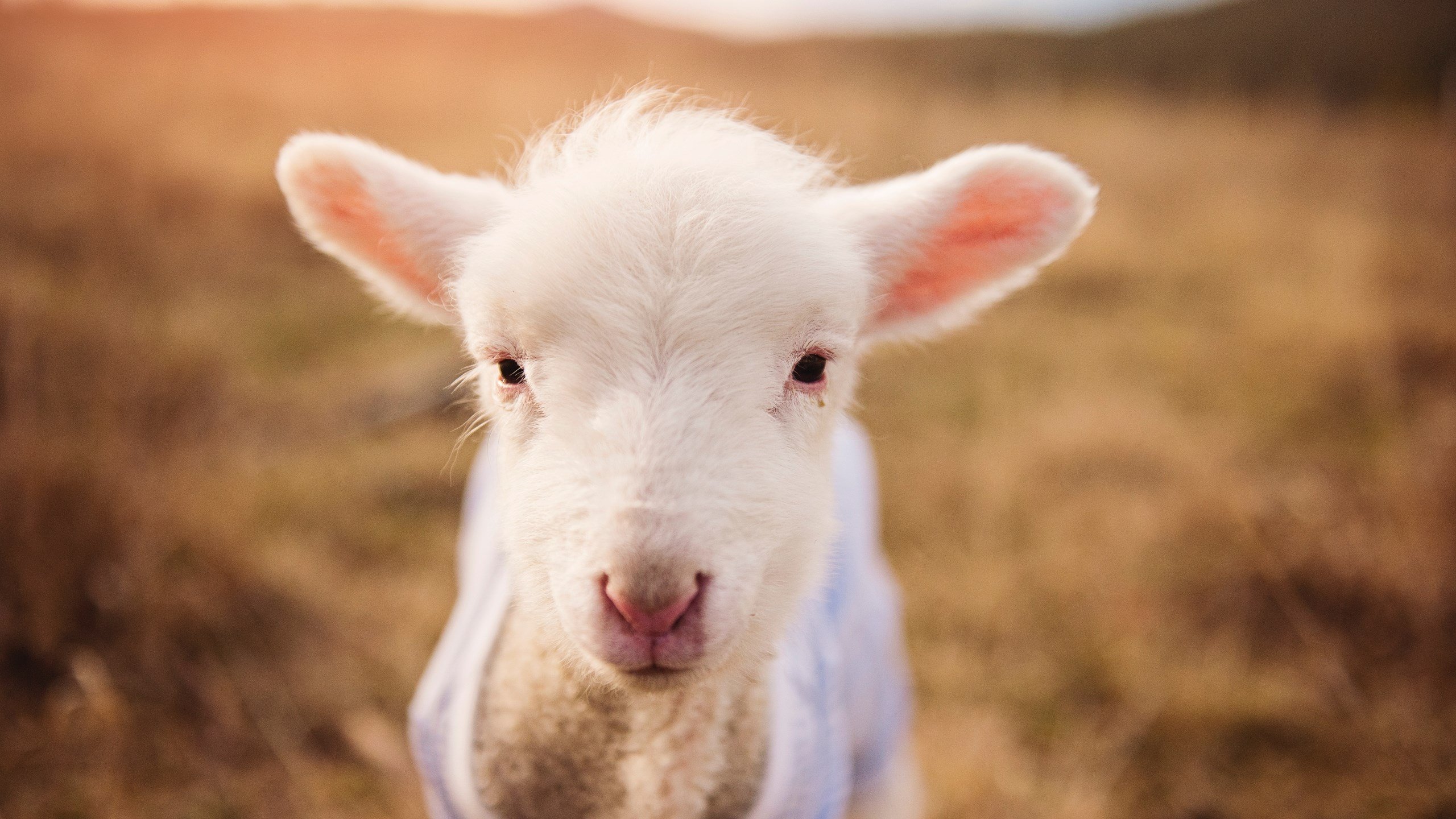 kaiyun官方入口登录-LPL夏季赛MVP候选人名单揭晓，lpl2021夏季赛mvp排行