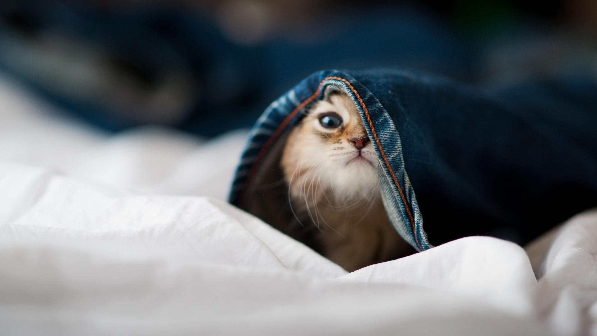 RNG新版本适应快速，rng新赛季