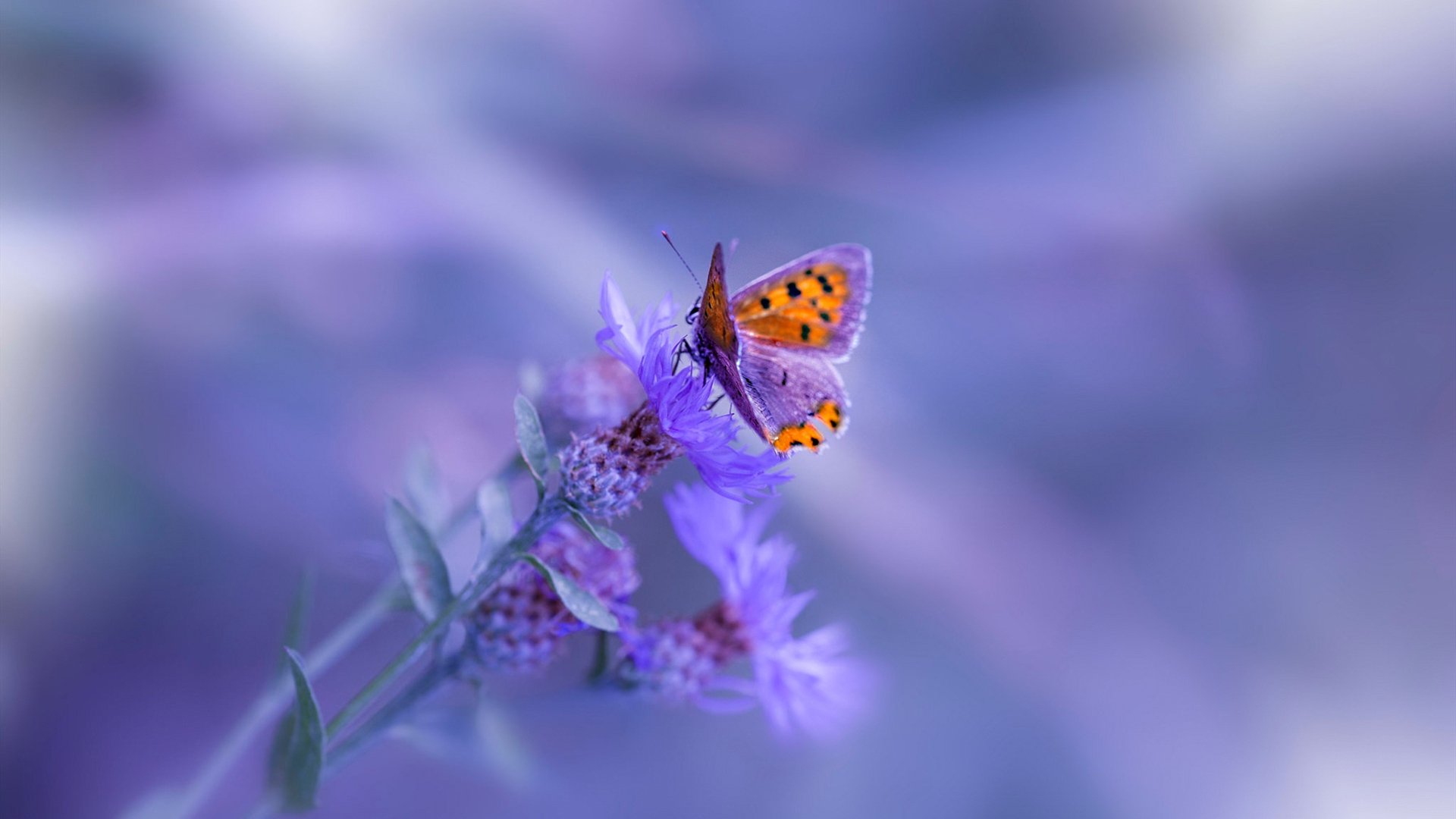 Team Liquid赛后总结获好评，team liquid naf