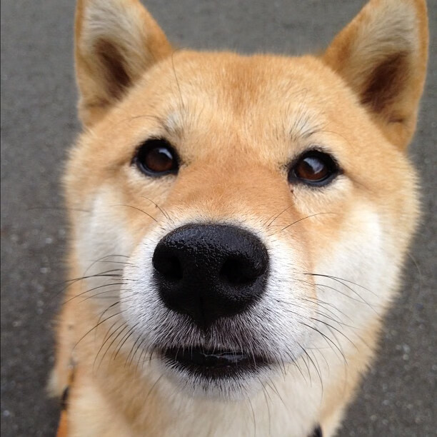 中国女乒主帅刘国梁确认留任,带队备战巴黎奥运,女乒乓球教练是刘国梁吗