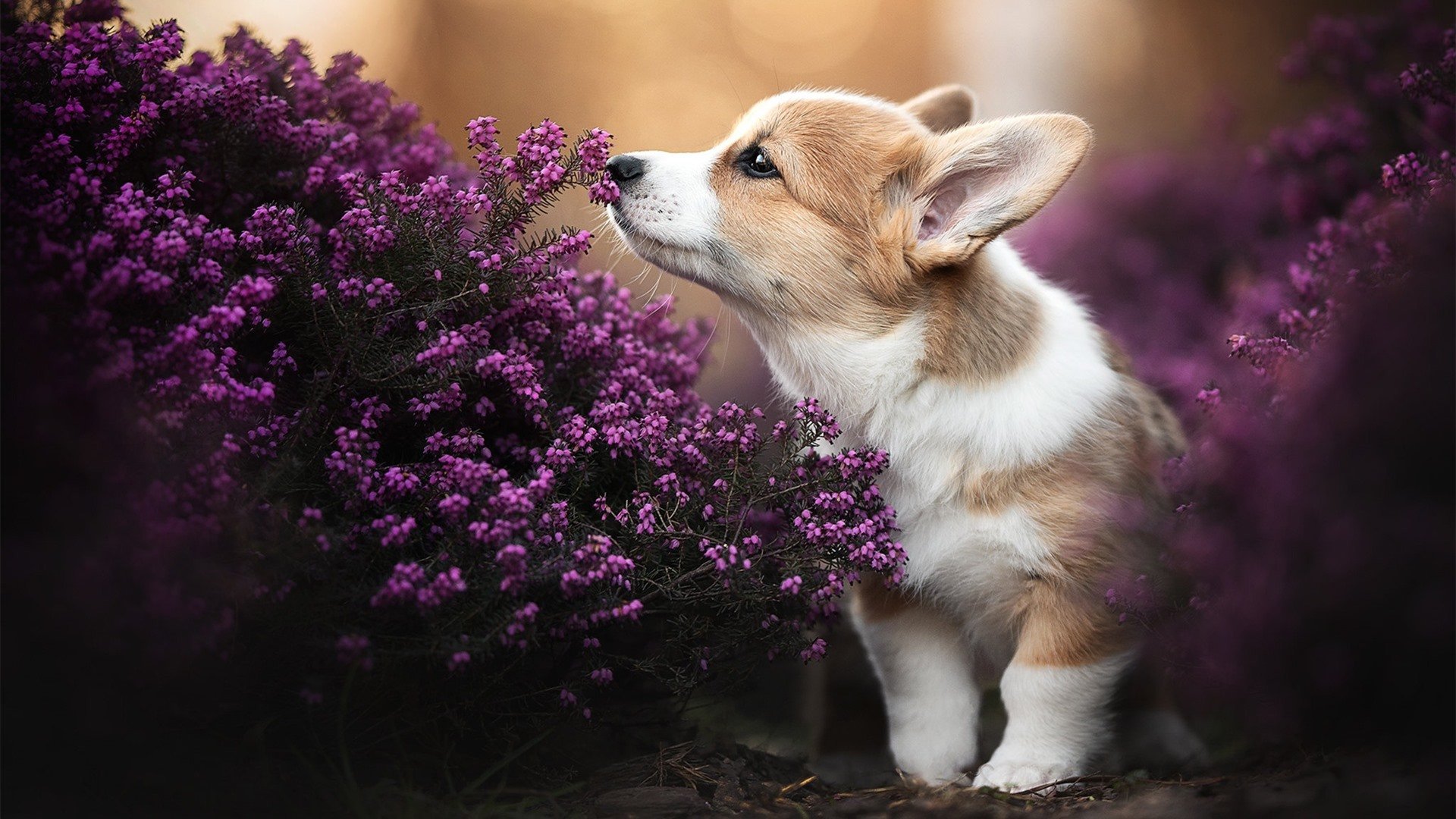 亚洲球队欲在亚冠赛道上大放异彩,亚洲球队欲在亚冠赛道上大放异彩的是谁