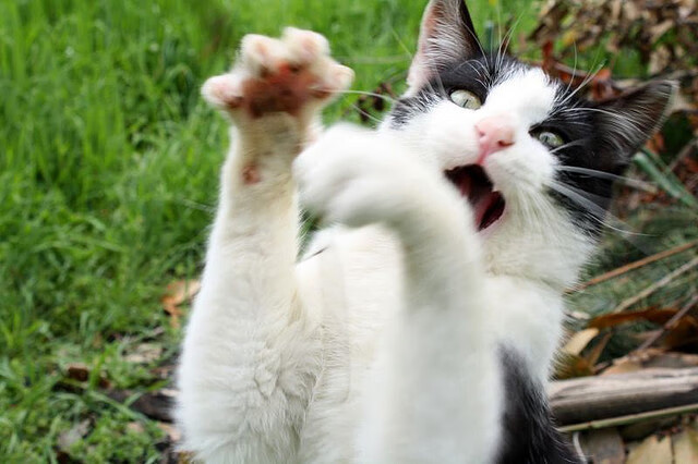 奥斯梅恩转会切尔西，挑战英超，奥斯对奈梅亨