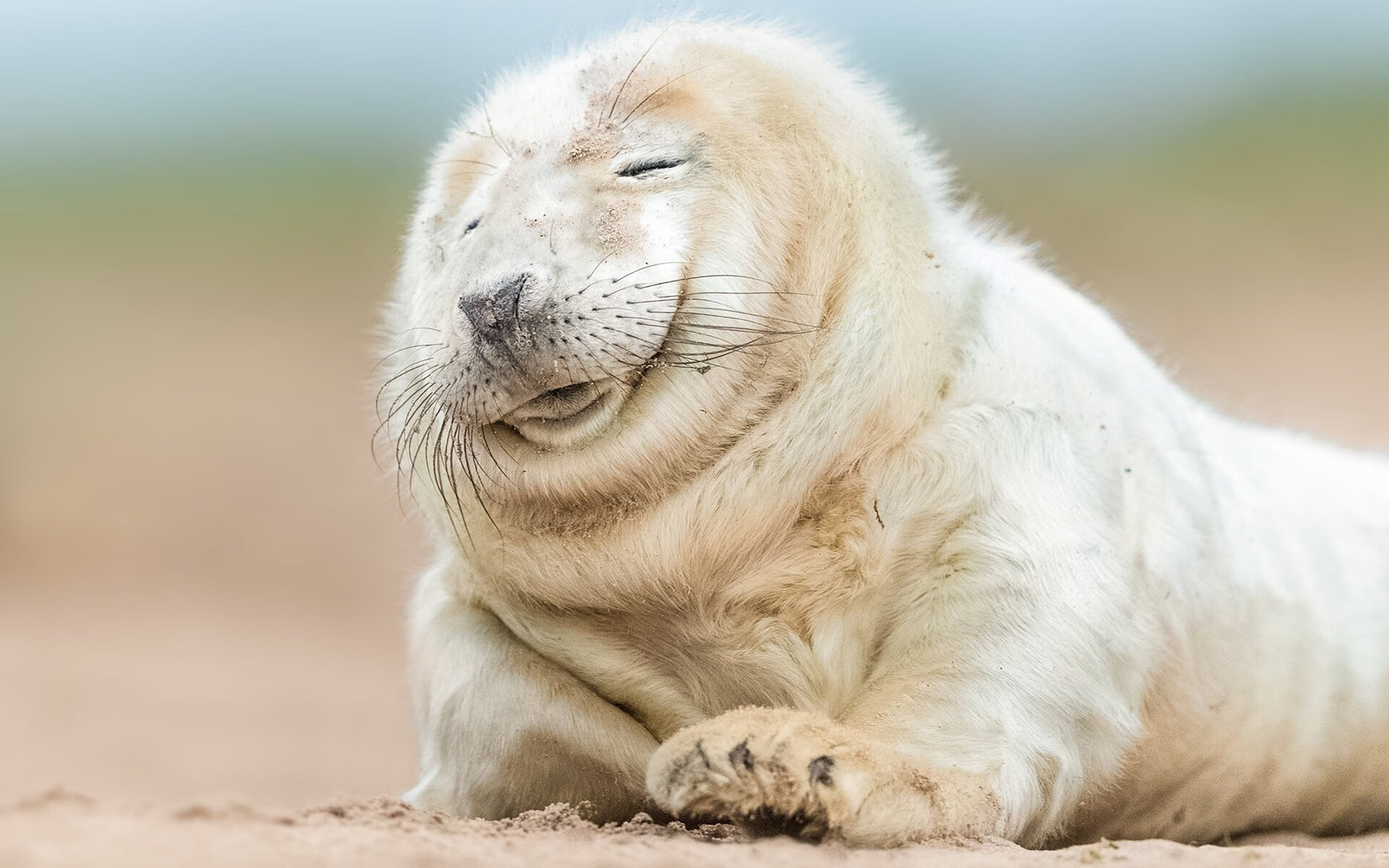 kaiyun登录入口-官方马术国际邀请赛裁判阵容，马术裁判证怎么考