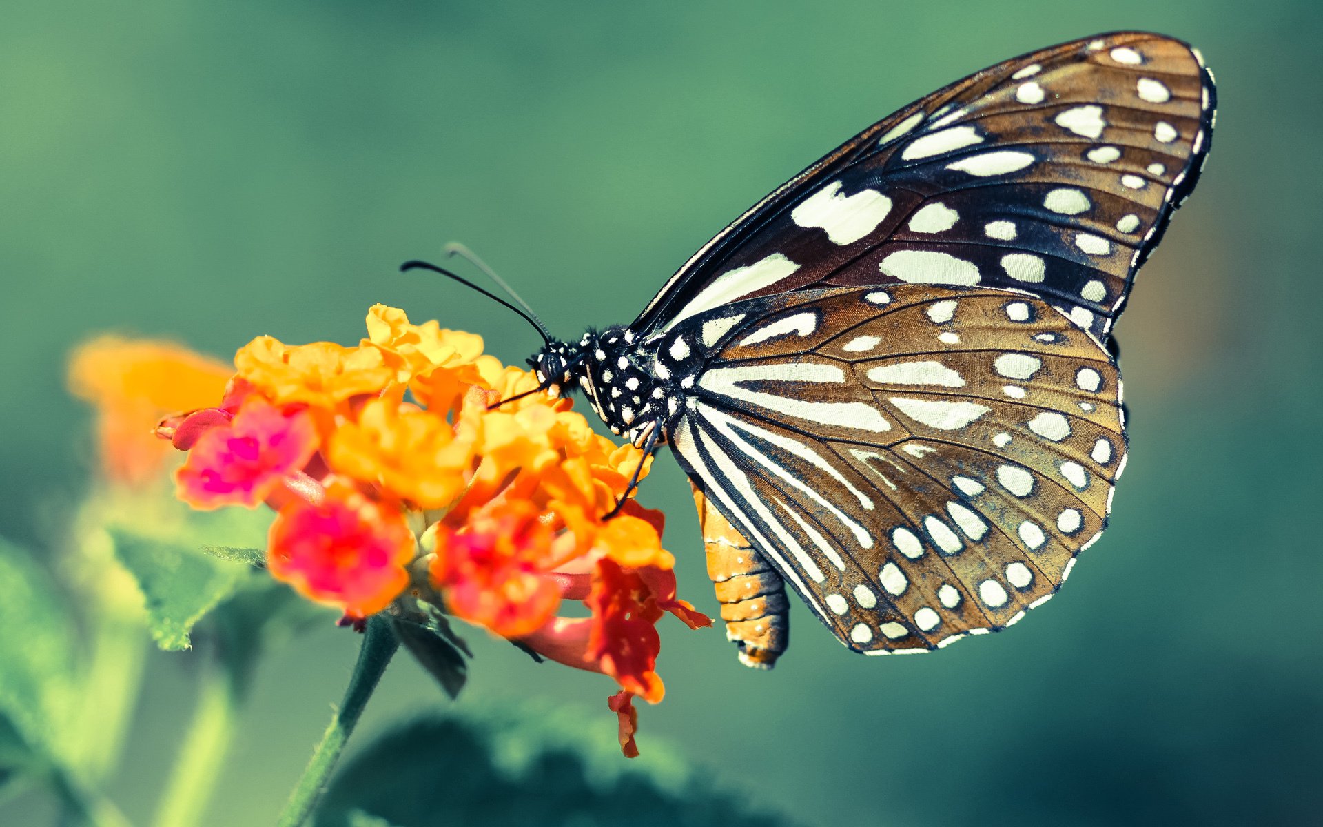 布莱顿客场取胜富勒姆,取得连胜态势,布莱顿对埃弗顿聚胜顽球汇