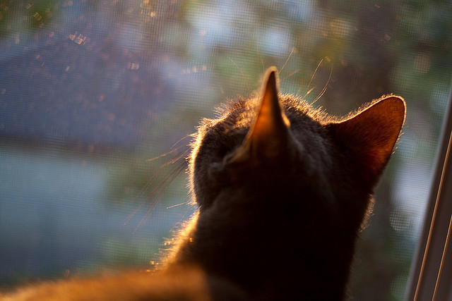 开云入口-比利时对白俄罗斯比赛中获得胜利，晋级下一轮，比利时对白俄罗斯首发