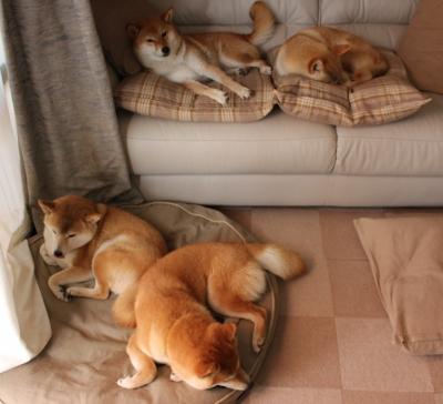 沃尔夫斯堡队连战连胜，士气高涨，沃尔夫斯堡队歌