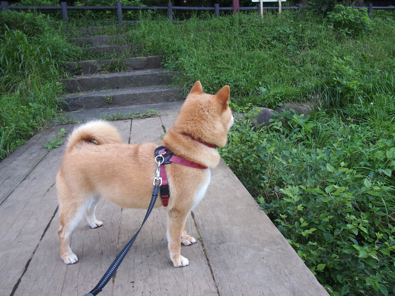 kaiyun.com-皇家贝蒂斯主场1-1战平奥萨苏纳，双方互有攻守，皇家贝蒂斯主场球衣