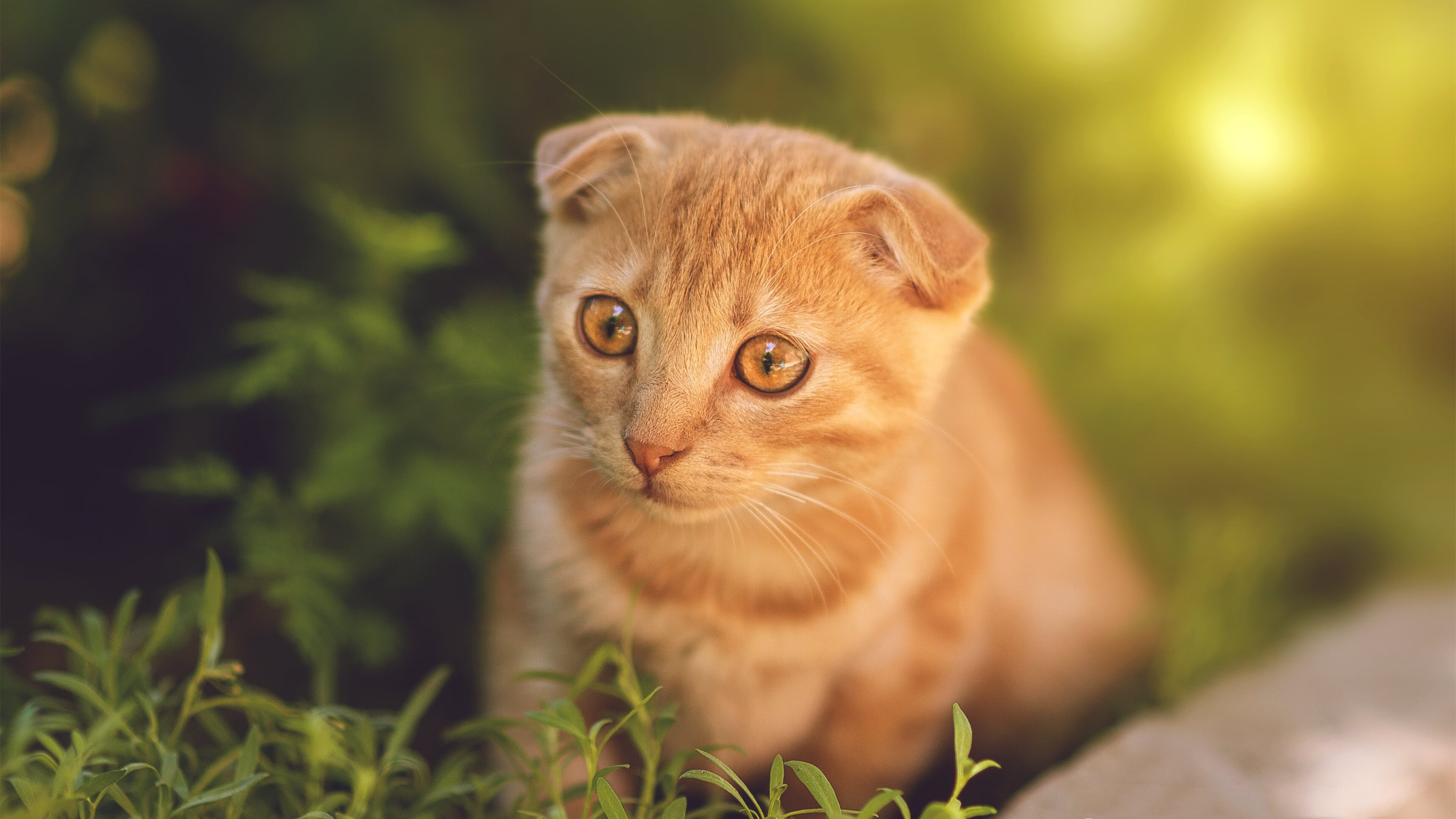 米堡队锋线组合表现亮眼取得进球,米堡球队图片