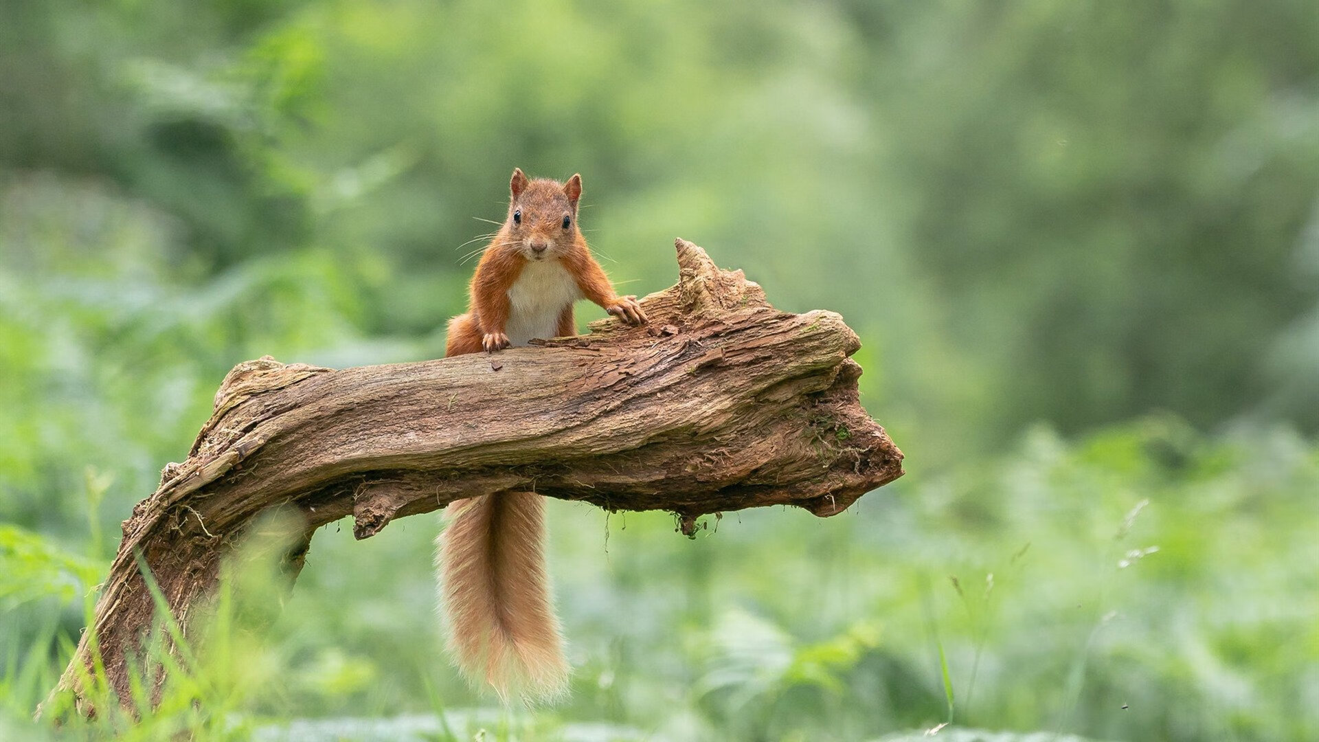 开云体育APP下载-都灵站稳脚跟，主场不败，骄人表现，都灵球队又叫什么