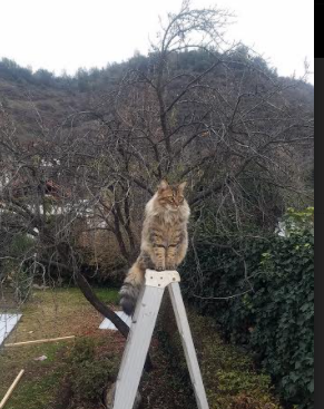 NBA赛事视频技术进步及战术应用，nba比赛的视频