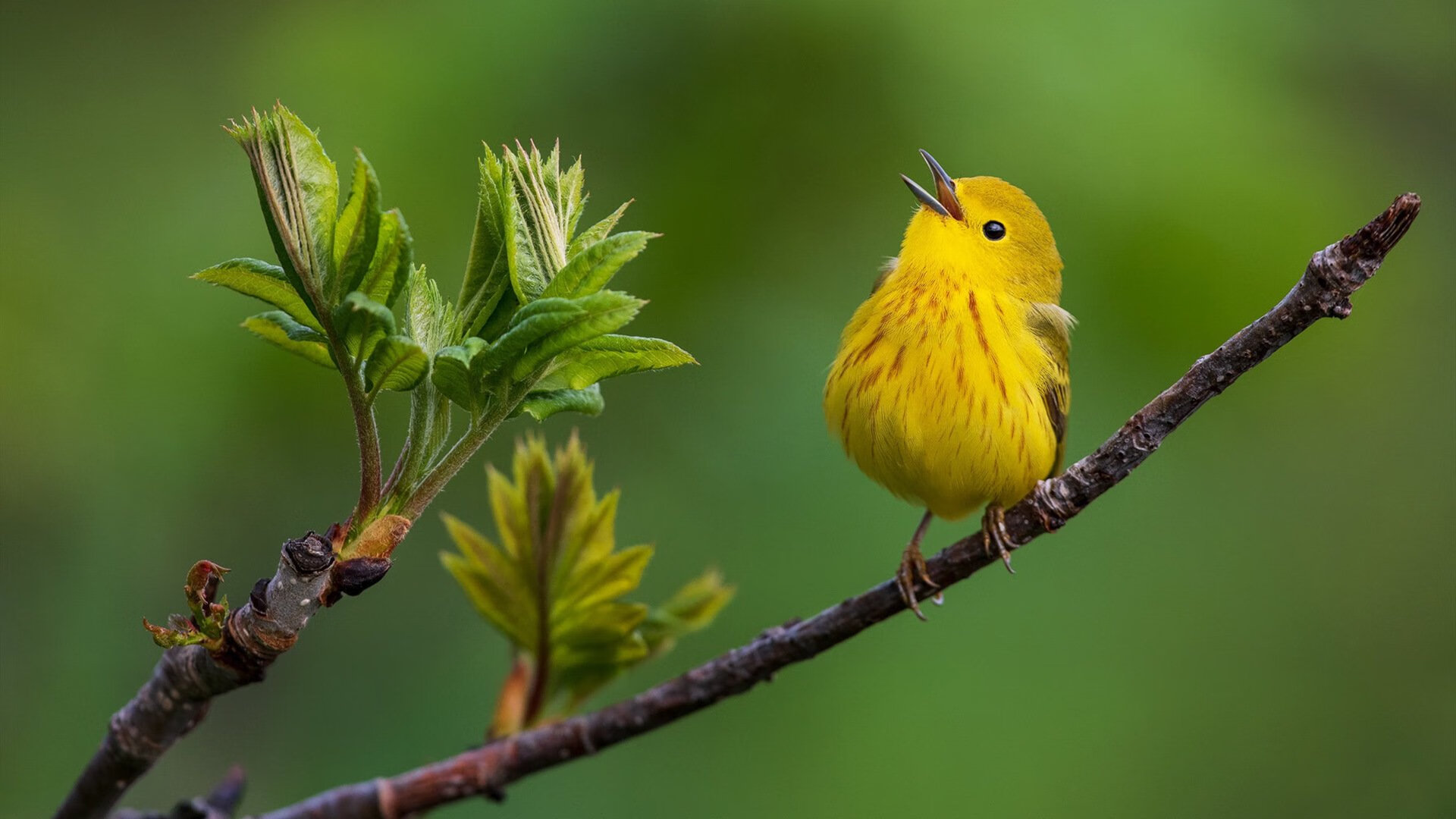 史诗王朝:长青像皇马、巴萨的黄金时代,巴萨和皇马的传奇赛