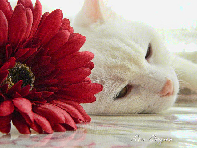 开云中国-解析埃及赛制：如何克服乒乓发展中的瓶颈，埃及乒乓球国家队