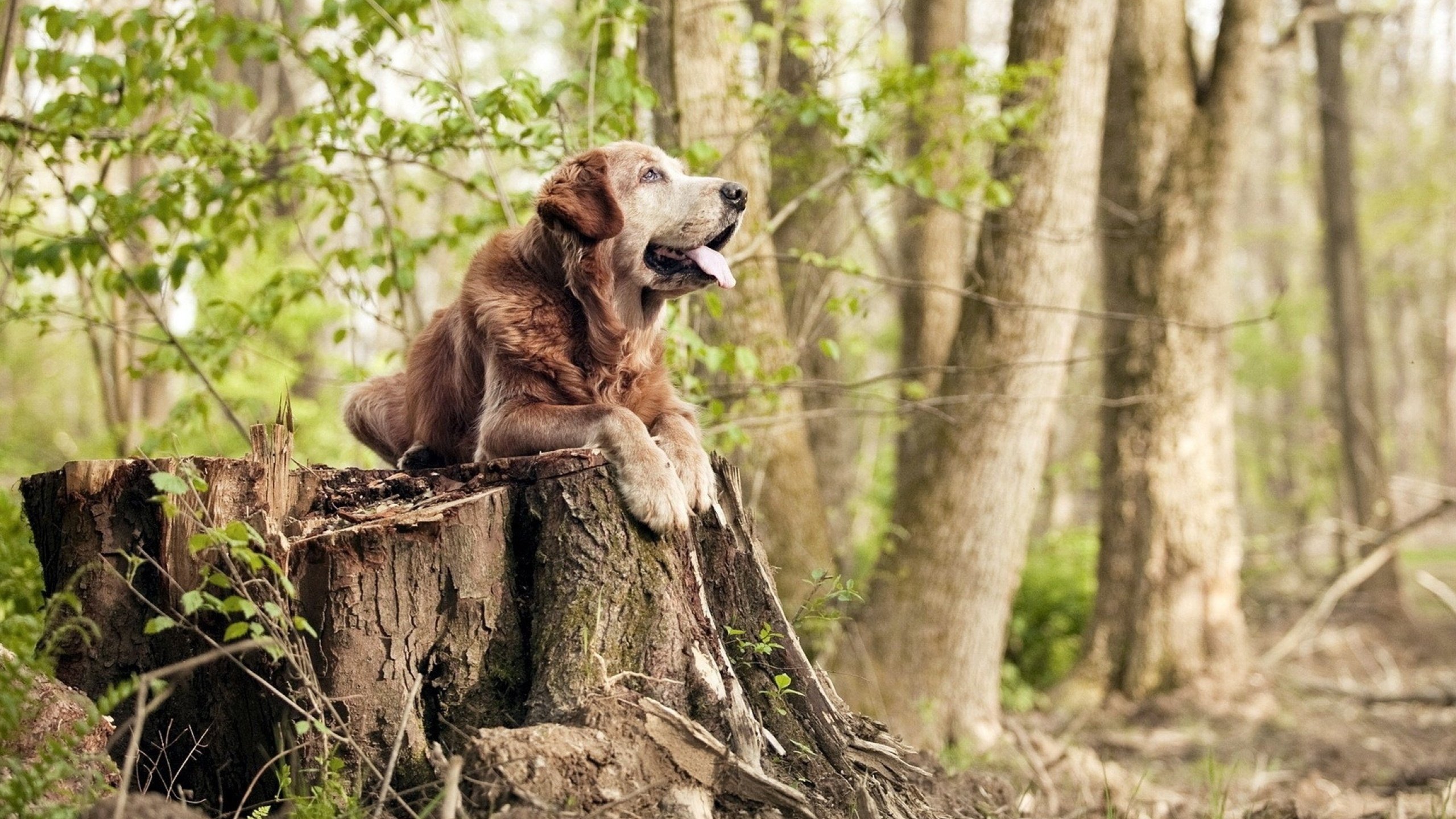 开云体育-丁俊晖自评比赛心态渐趋稳定，丁俊晖评价