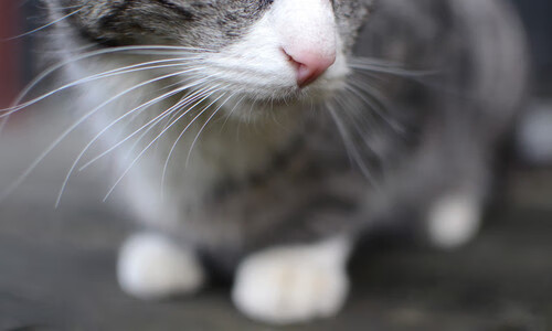 开云体育APP下载-意甲百战不殆：细节中体现战术层次，意甲最快百球