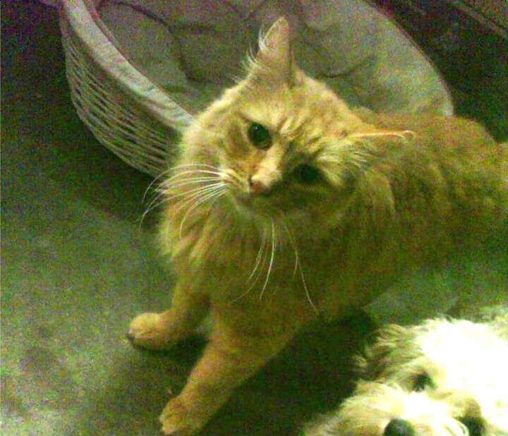 kaiyun.com-法国年轻天才崭露头角，未来之星无限