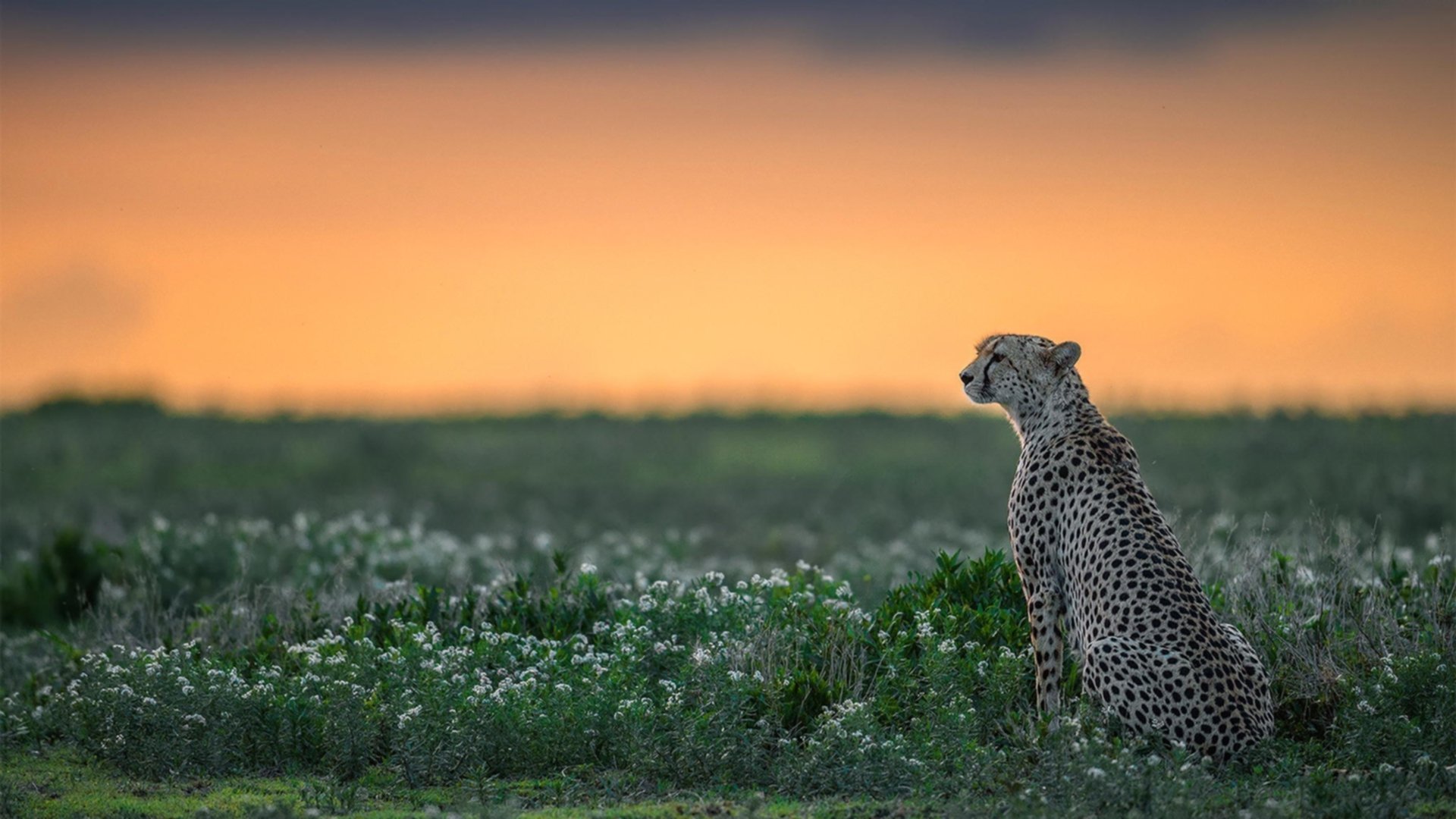 开云官方网站-职业球员职业生涯规划咨询服务正式推出，职业球员的定义